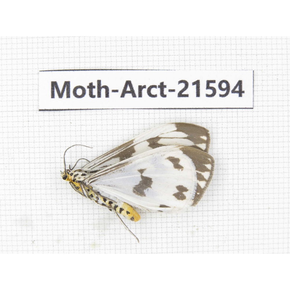 Arctiidae sp. China, Guizhou, Qiandongnan area, Congjiang county. 1Pcs. Moth-Arct-21594.