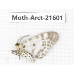 Arctiidae sp. China, Guizhou, Qiandongnan area, Congjiang county. 1Pcs. Moth-Arct-21601.