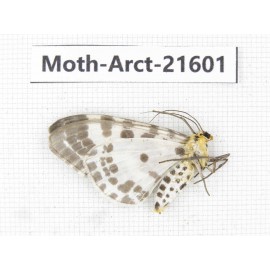 Arctiidae sp. China, Guizhou, Qiandongnan area, Congjiang county. 1Pcs. Moth-Arct-21601.