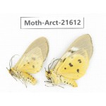 Arctiidae sp. China, Guizhou, Qiandongnan area, Congjiang county. 2Pcs. Moth-Arct-21612.