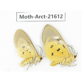 Arctiidae sp. China, Guizhou, Qiandongnan area, Congjiang county. 2Pcs. Moth-Arct-21612.