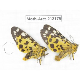 Arctiidae sp. China, Guizhou, Qiandongnan, Congjiang county. 2Pcs. Moth-Arct-212175.