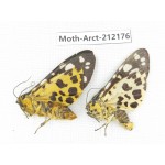 Arctiidae sp. China, Guizhou, Qiandongnan, Congjiang county. 2Pcs. Moth-Arct-212176.