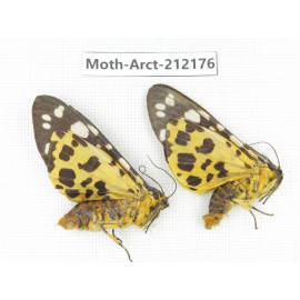 Arctiidae sp. China, Guizhou, Qiandongnan, Congjiang county. 2Pcs. Moth-Arct-212176.