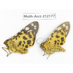 Arctiidae sp. China, Guizhou, Qiandongnan, Congjiang county. 2Pcs. Moth-Arct-212177.
