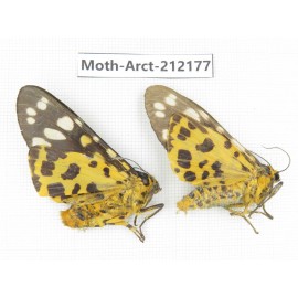 Arctiidae sp. China, Guizhou, Qiandongnan, Congjiang county. 2Pcs. Moth-Arct-212177.