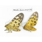 Arctiidae sp. China, Guizhou, Qiandongnan, Congjiang county. 2Pcs. Moth-Arct-212178.