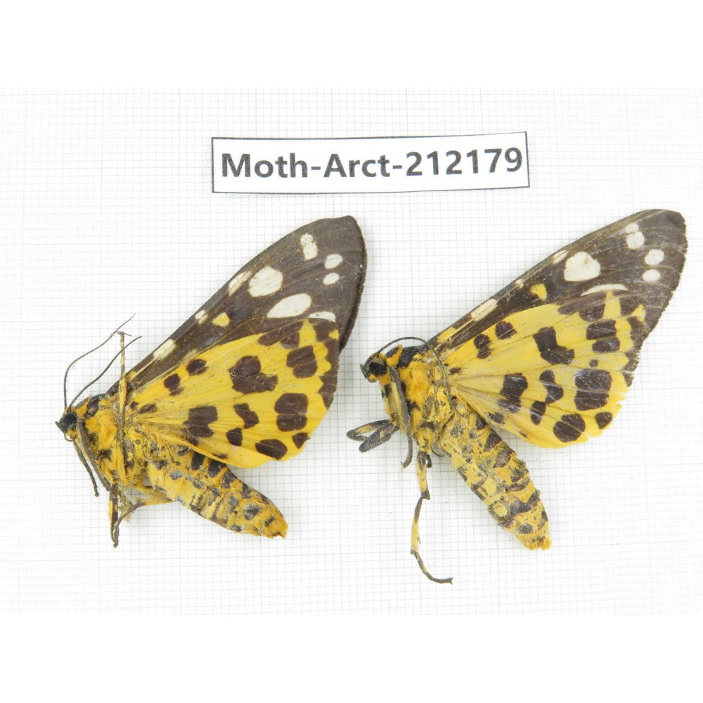 Arctiidae sp. China, Guizhou, Qiandongnan, Congjiang county. 2Pcs. Moth-Arct-212179.