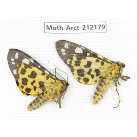Arctiidae sp. China, Guizhou, Qiandongnan, Congjiang county. 2Pcs. Moth-Arct-212179.