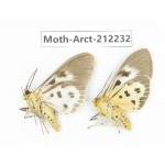 Arctiidae sp. China, Guizhou, Qiandongnan, Congjiang county. 2Pcs. Moth-Arct-212232.