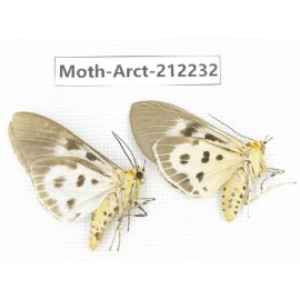 Arctiidae sp. China, Guizhou, Qiandongnan, Congjiang county. 2Pcs. Moth-Arct-212232.