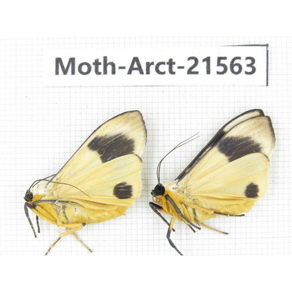 Arctiidae sp. China, Guizhou, Qiandongnan, Congjiang county. Moth-Arct-21563.