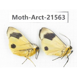 Arctiidae sp. China, Guizhou, Qiandongnan, Congjiang county. Moth-Arct-21563.