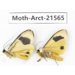 Arctiidae sp. China, Guizhou, Qiandongnan, Congjiang county. Moth-Arct-21565