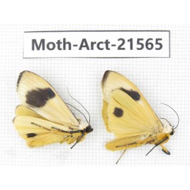 Arctiidae sp. China, Guizhou, Qiandongnan, Congjiang county. Moth-Arct-21565