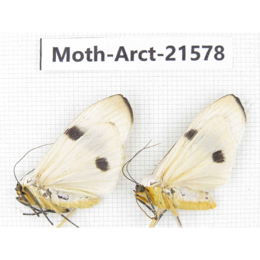 Arctiidae sp. China, Guizhou, Qiandongnan, Congjiang county. Moth-Arct-21578
