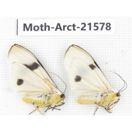 Arctiidae sp. China, Guizhou, Qiandongnan, Congjiang county. Moth-Arct-21578