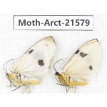 Arctiidae sp. China, Guizhou, Qiandongnan, Congjiang county. Moth-Arct-21579