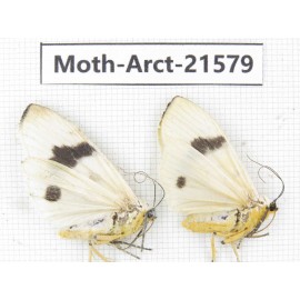 Arctiidae sp. China, Guizhou, Qiandongnan, Congjiang county. Moth-Arct-21579