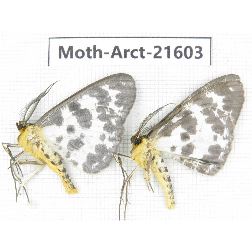 Arctiidae sp. China, Guizhou, Qiandongnan, Congjiang county. Moth-Arct-21603
