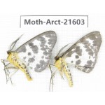 Arctiidae sp. China, Guizhou, Qiandongnan, Congjiang county. Moth-Arct-21603