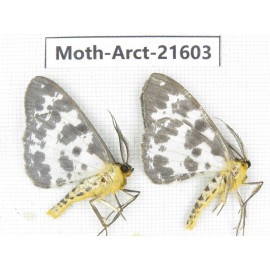 Arctiidae sp. China, Guizhou, Qiandongnan, Congjiang county. Moth-Arct-21603