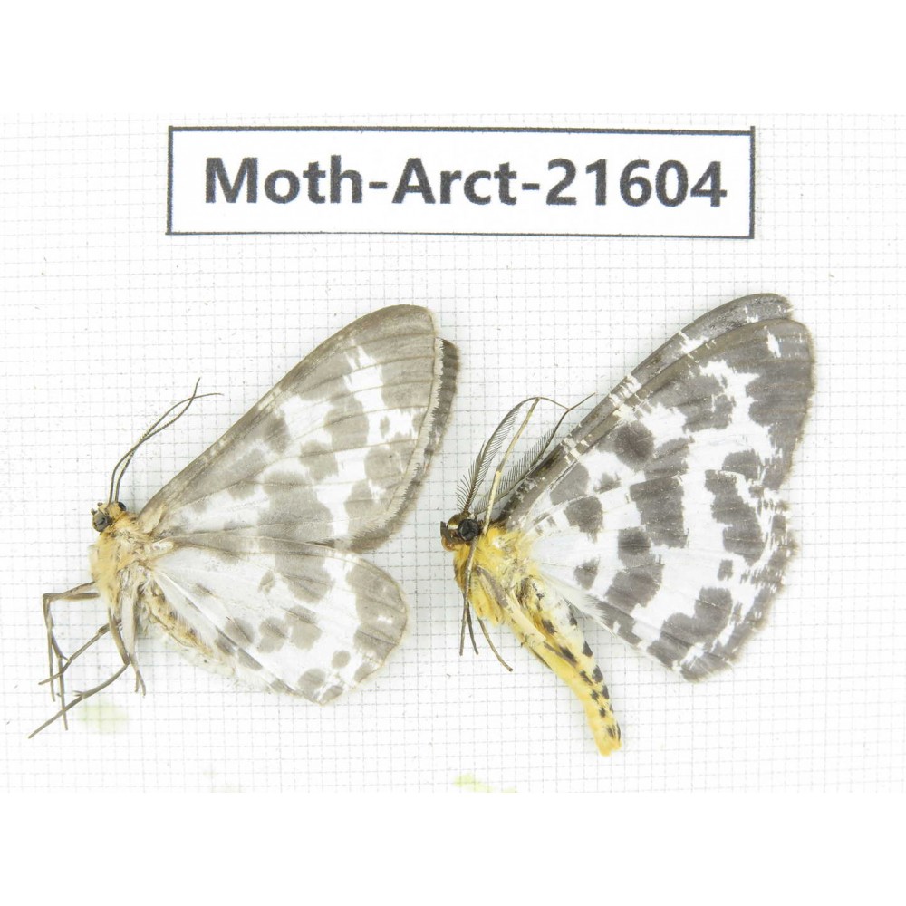 Arctiidae sp. China, Guizhou, Qiandongnan, Congjiang county. Moth-Arct-21604