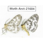 Arctiidae sp. China, Guizhou, Qiandongnan, Congjiang county. Moth-Arct-21604