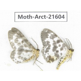 Arctiidae sp. China, Guizhou, Qiandongnan, Congjiang county. Moth-Arct-21604