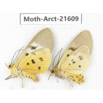 Arctiidae sp. China, Guizhou, Qiandongnan, Congjiang county. Moth-Arct-21609
