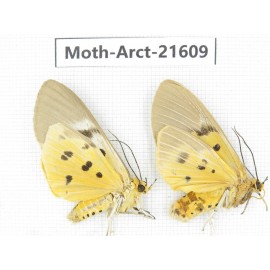Arctiidae sp. China, Guizhou, Qiandongnan, Congjiang county. Moth-Arct-21609