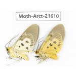 Arctiidae sp. China, Guizhou, Qiandongnan, Congjiang county. Moth-Arct-21610