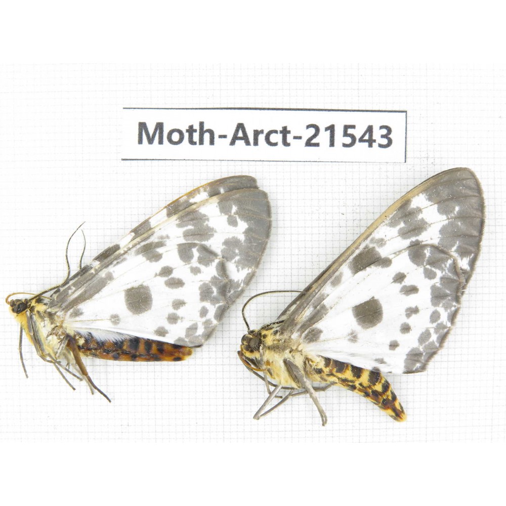 Arctiidae sp. China, Guizhou, Qiandongnan, Rongjiang county, Jihua county. 2Pcs. Moth-Arct-21543
