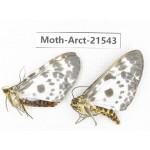 Arctiidae sp. China, Guizhou, Qiandongnan, Rongjiang county, Jihua county. 2Pcs. Moth-Arct-21543
