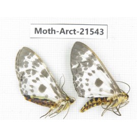 Arctiidae sp. China, Guizhou, Qiandongnan, Rongjiang county, Jihua county. 2Pcs. Moth-Arct-21543
