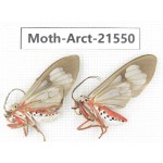 Arctiidae sp. China, Guizhou, Qiandongnan, Rongjiang county, Jihua county. 2Pcs. Moth-Arct-21550