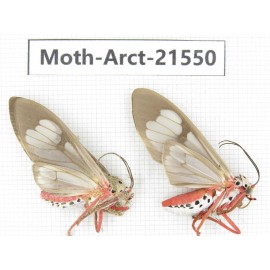 Arctiidae sp. China, Guizhou, Qiandongnan, Rongjiang county, Jihua county. 2Pcs. Moth-Arct-21550