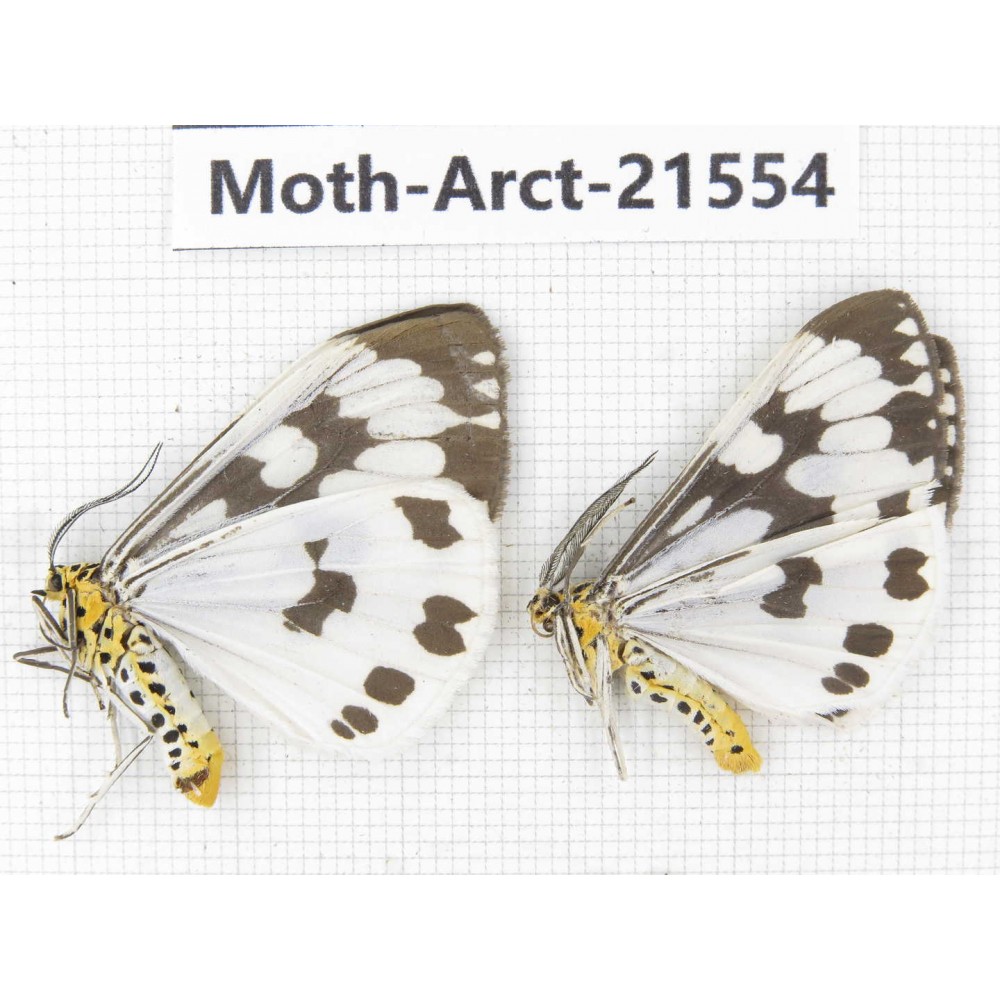 Arctiidae sp. China, Guizhou, Qiandongnan, Rongjiang county, Jihua county. 2Pcs. Moth-Arct-21554
