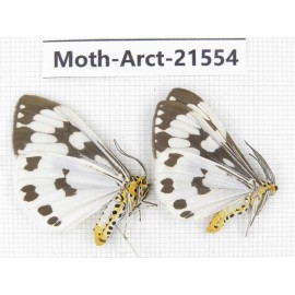 Arctiidae sp. China, Guizhou, Qiandongnan, Rongjiang county, Jihua county. 2Pcs. Moth-Arct-21554