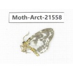 Arctiidae sp. China, Guizhou, Qiandongnan, Rongjiang county, Jihua county. 1Pcs. Moth-Arct-21558
