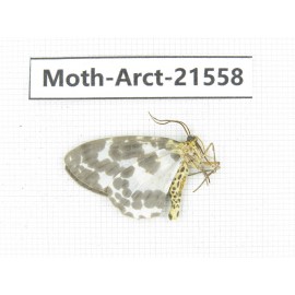 Arctiidae sp. China, Guizhou, Qiandongnan, Rongjiang county, Jihua county. 1Pcs. Moth-Arct-21558