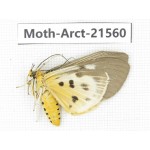 Arctiidae sp. China, Guizhou, Qiandongnan, Rongjiang county, Jihua county. 1Pcs. Moth-Arct-21560