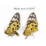 Arctiidae sp. China, Guizhou, Qiandongnan, Rongjiang county. 2Pcs. Moth-Arct-212241.