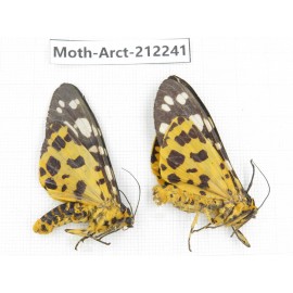 Arctiidae sp. China, Guizhou, Qiandongnan, Rongjiang county. 2Pcs. Moth-Arct-212241.