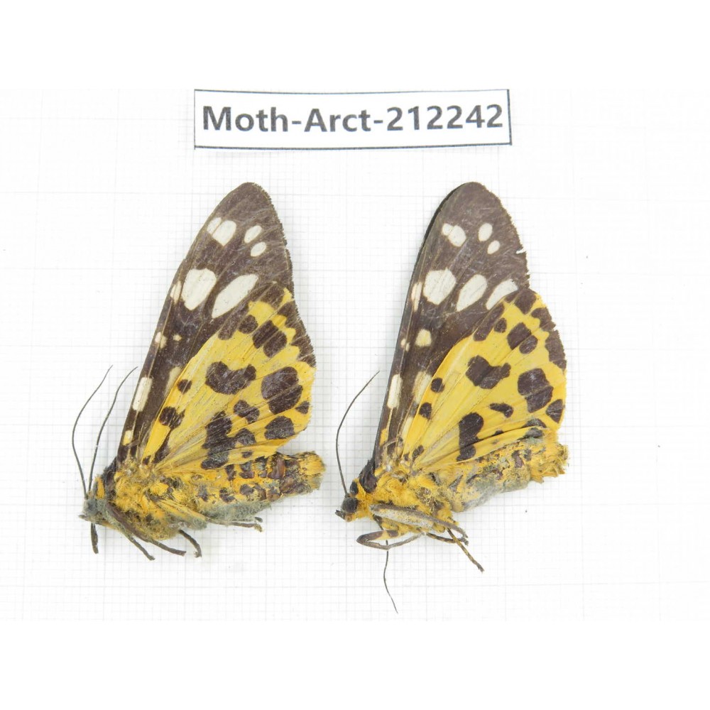 Arctiidae sp. China, Guizhou, Qiandongnan, Rongjiang county. 2Pcs. Moth-Arct-212242.