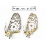 Arctiidae sp. China, Guizhou, Qiandongnan, Rongjiang county. 2Pcs. Moth-Arct-212253.