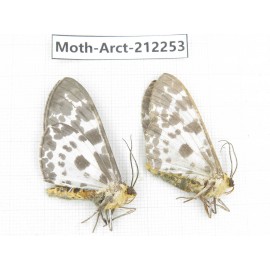 Arctiidae sp. China, Guizhou, Qiandongnan, Rongjiang county. 2Pcs. Moth-Arct-212253.