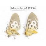 Arctiidae sp. China, Guizhou, Qiandongnan, Rongjiang county. 2Pcs. Moth-Arct-212254.