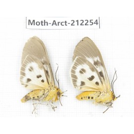 Arctiidae sp. China, Guizhou, Qiandongnan, Rongjiang county. 2Pcs. Moth-Arct-212254.