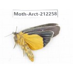 Arctiidae sp. China, Guizhou, Qiandongnan, Rongjiang county. 1Pcs. Moth-Arct-212258.